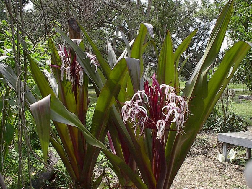 Crinum asiaticum var. procerum 'Splendens' --Queen Emma's Purple Lily--