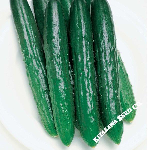 CUCUMBER 'Japanese Progress'