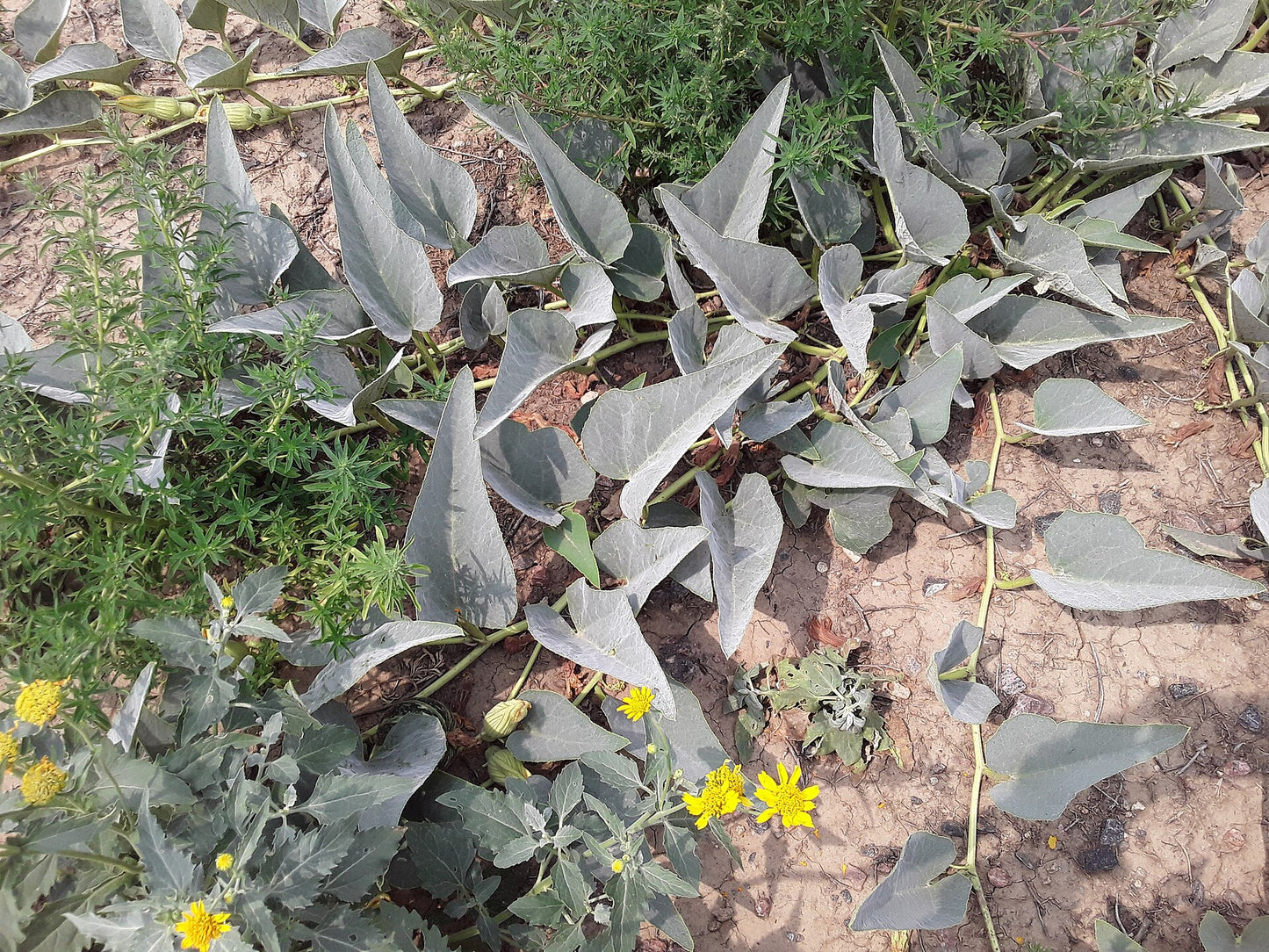 EDIBLE GOURD 'Buffalo' --Cucurbita foetidissima--
