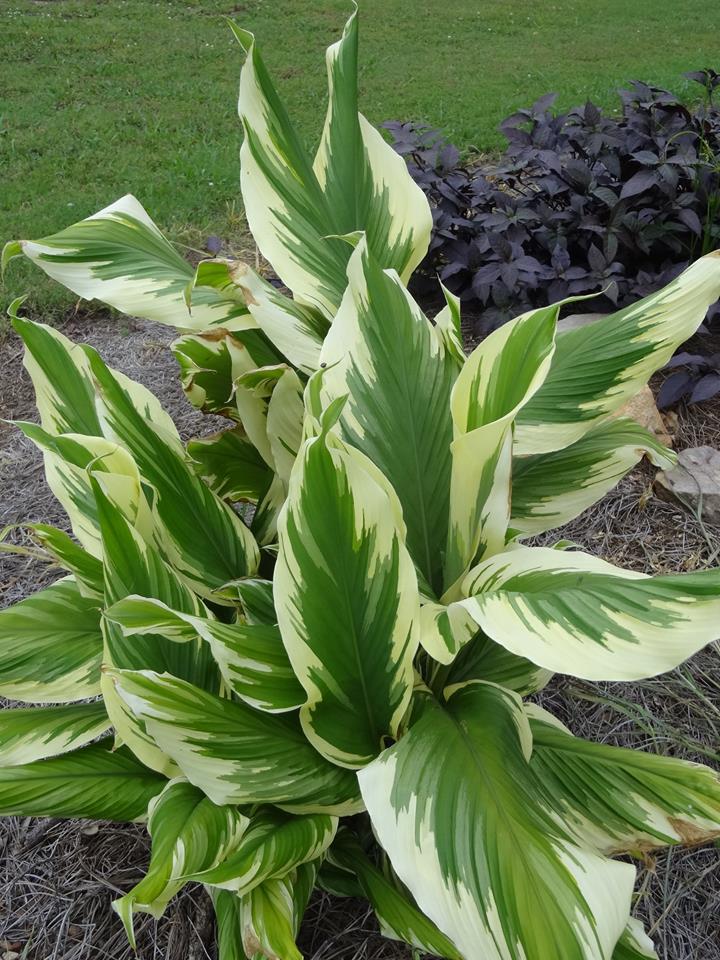 TURMERIC 'Snowdrift' --Curcuma longa--
