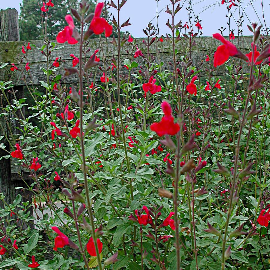 Salvia greggii x microphylla --Maraschino Cherry Autumn Sage--
