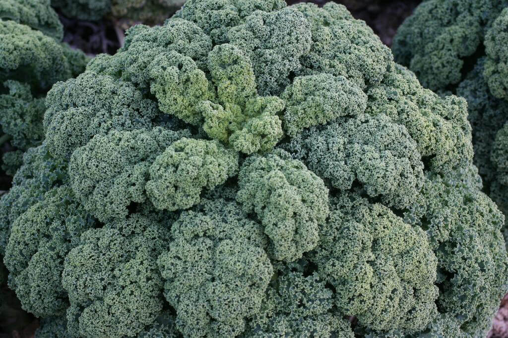 KALE 'Darkibor'