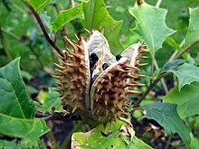 DEVIL'S TRUMPET 'True White Jimsonweed' --Datura stramonium--