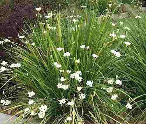 Dietes bicolor --Bicolor Iris--