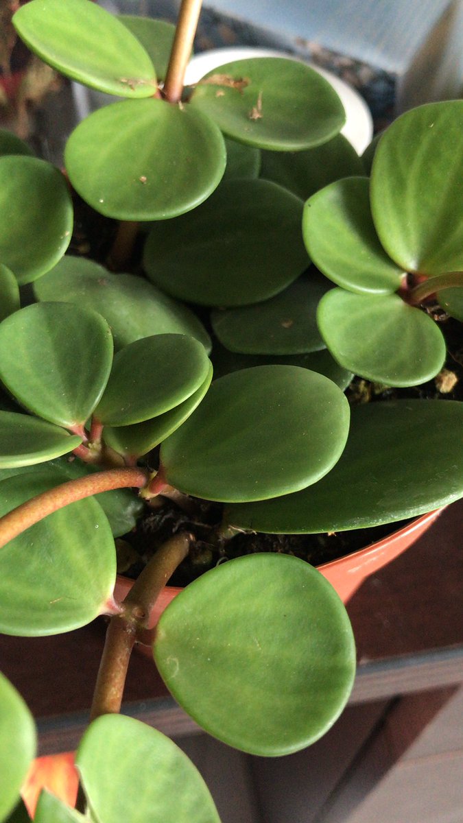 Peperomia boivinii --Edible Peperomia--