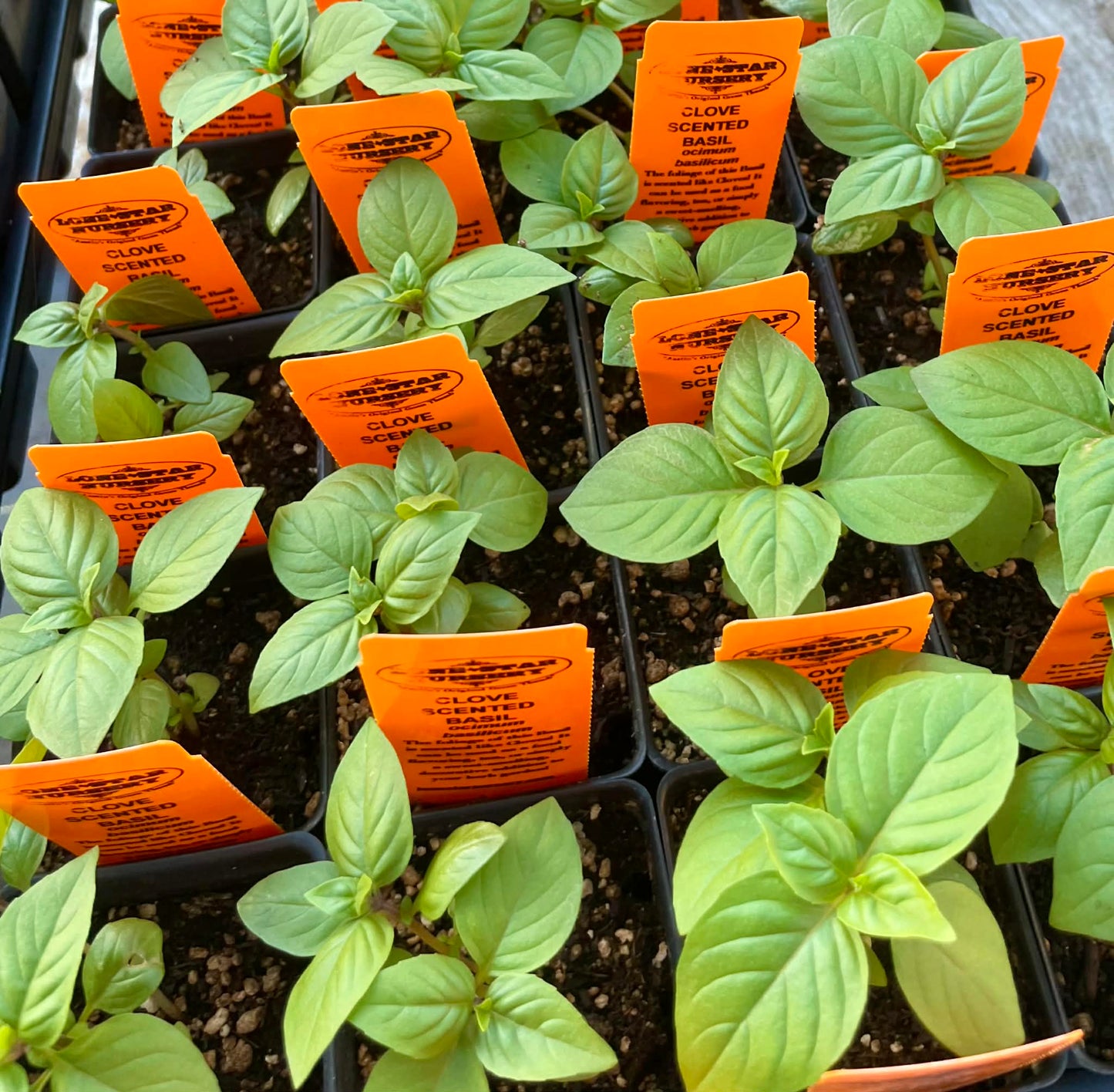 BASIL 'Clove Scented' --Ocimum basilicum--