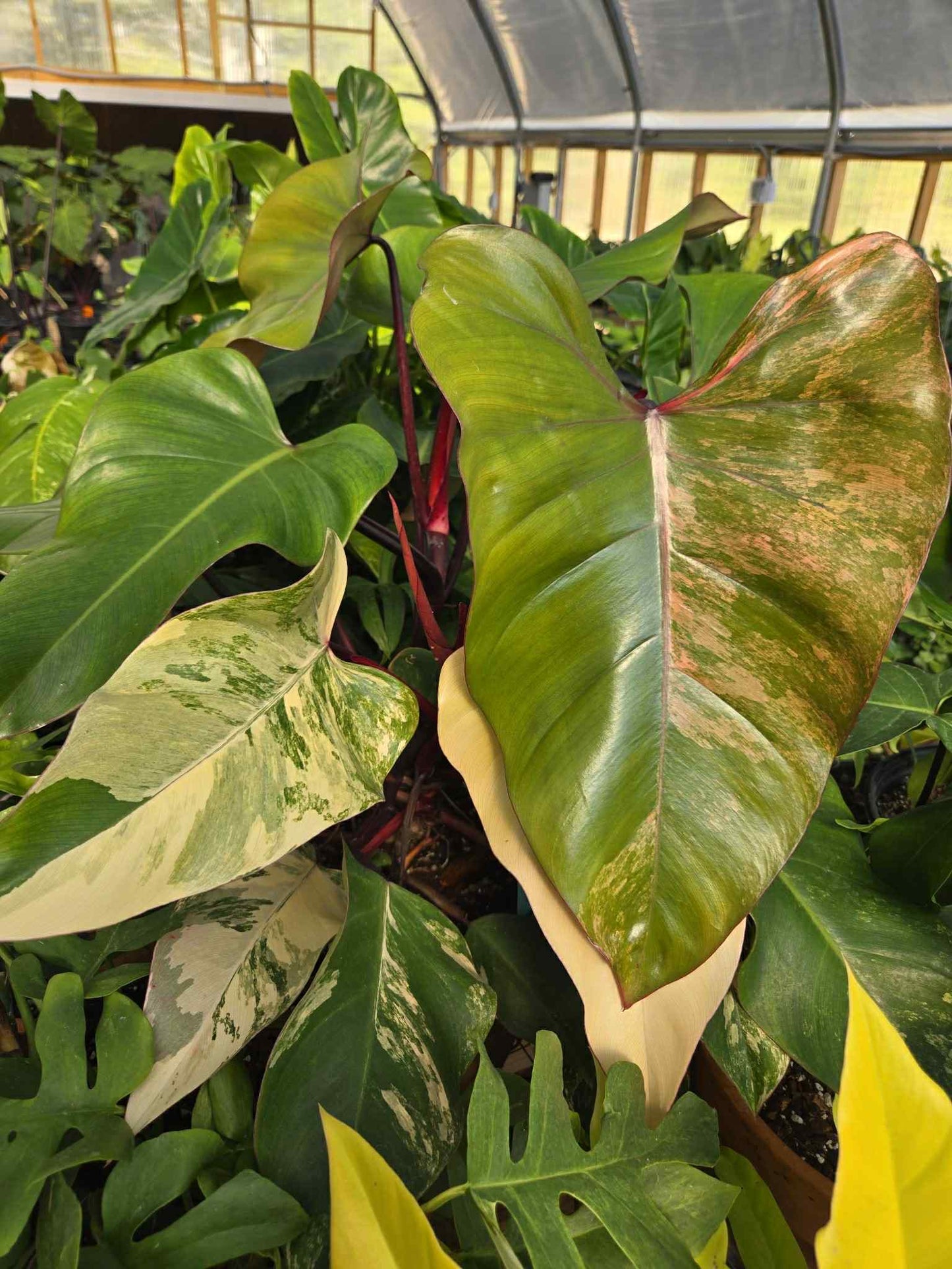 Philodendron erubescens 'Strawberry Shake'