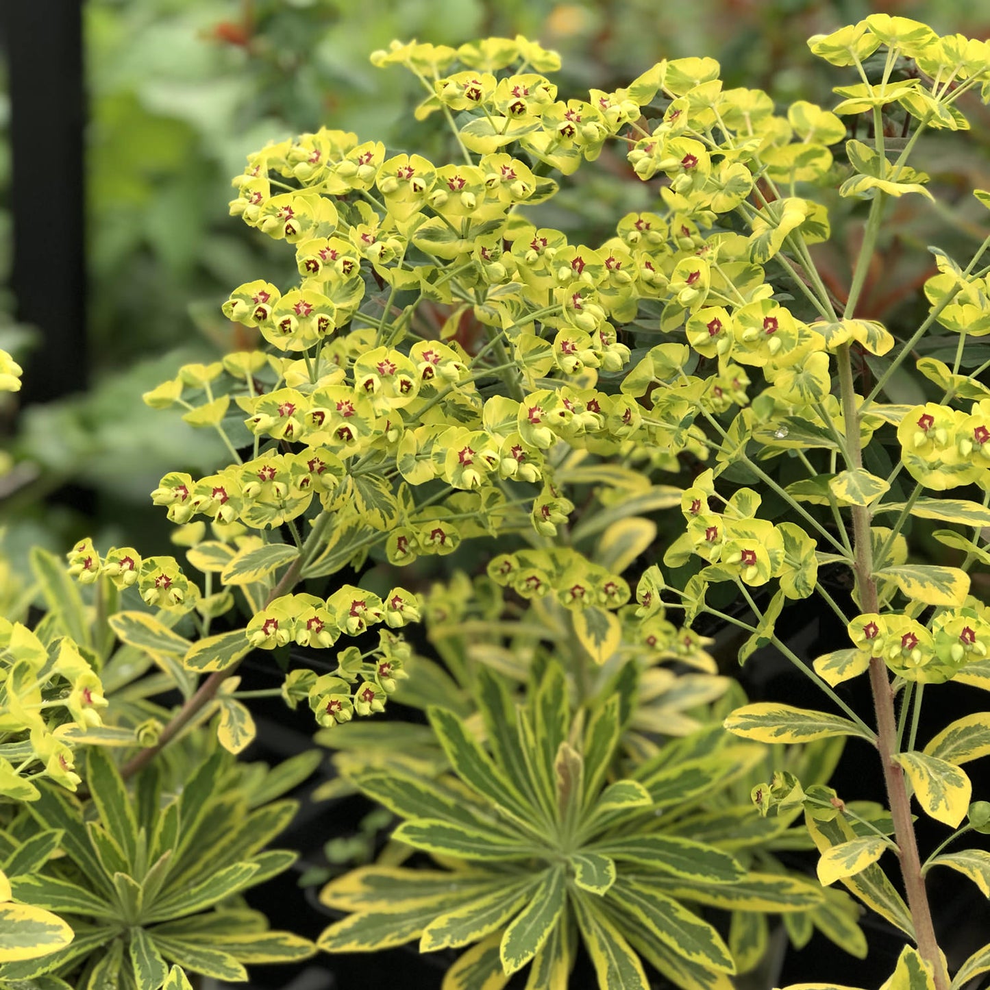 Euphorbia x martinii --Variegated Rainbow Spurge--