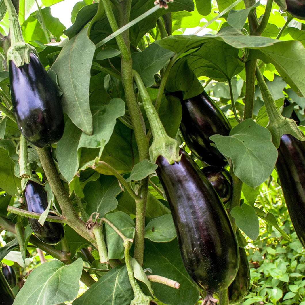 EGGPLANT 'Diamond'