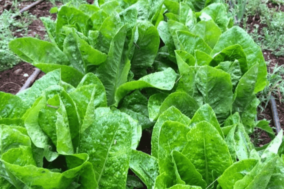 LETTUCE 'Emerald Fan'