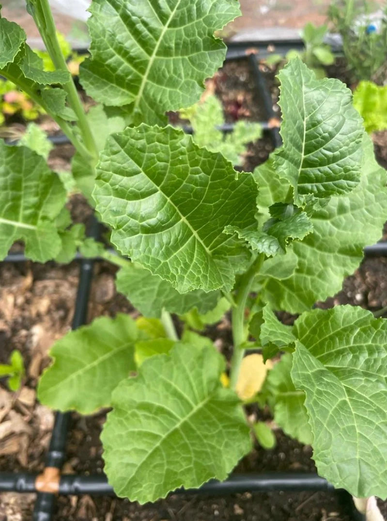 KALE 'Texsel Greens'