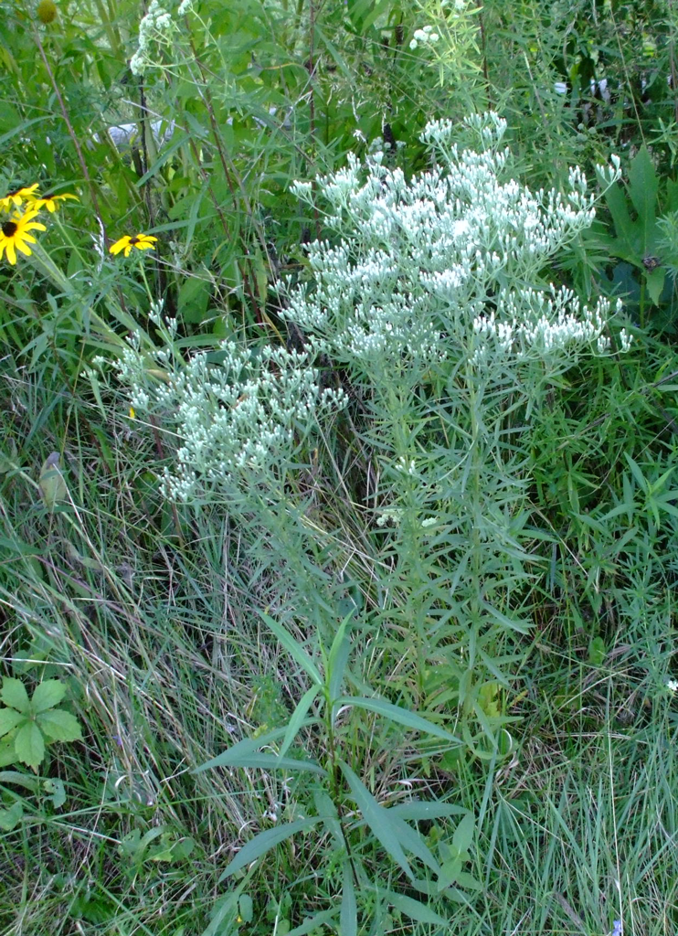 Eupatorium hyssopifolium --Hyssop-leaved Boneset--