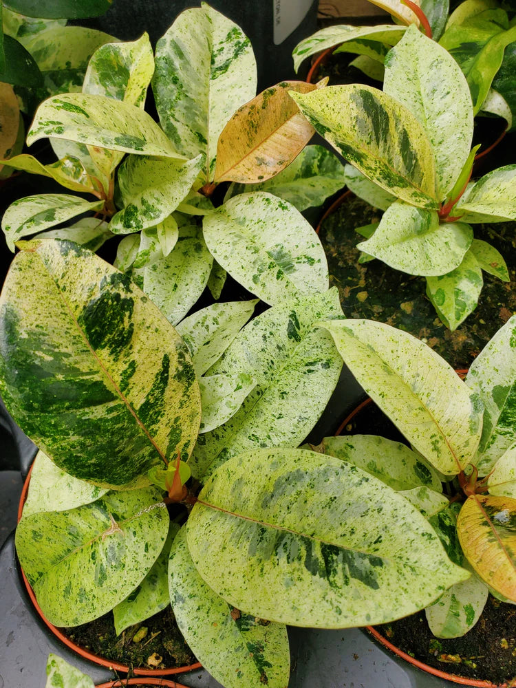 Ficus elastica 'Shivereana' --Moonshine Rubber Tree--