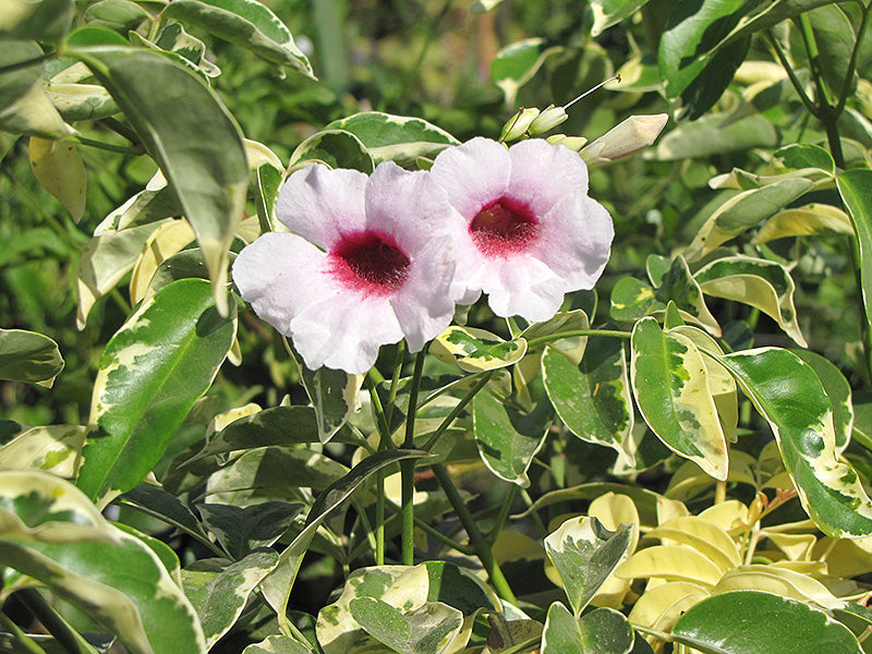 Pandorea jasminoides 'Variegata' --Variegated Pandora Vine--