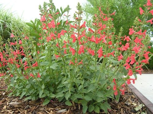 Salvia microphylla --San Carlos Festival Mountain Sage--