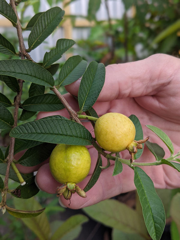 GUAVA 'Dwarf' --Psidium guajava nana--