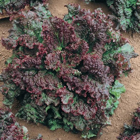 LETTUCE 'Gabriella'
