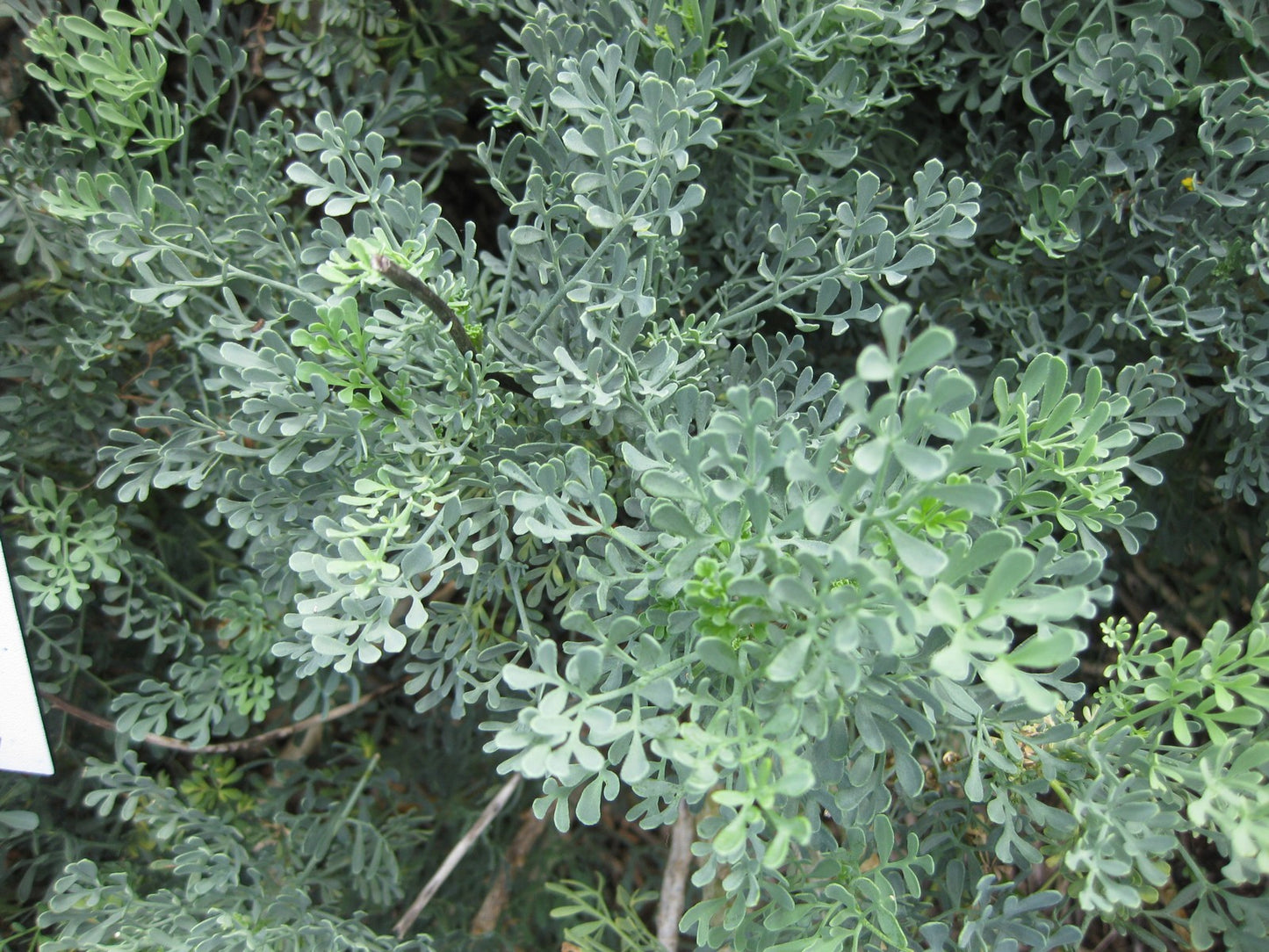 RUE 'Common' --Ruta graveolens--