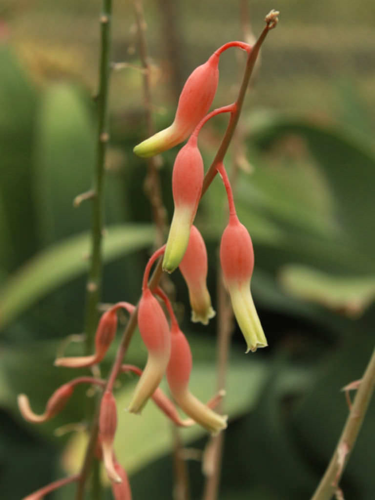 Gasteria nitida var. armstrongii 'Variegated'