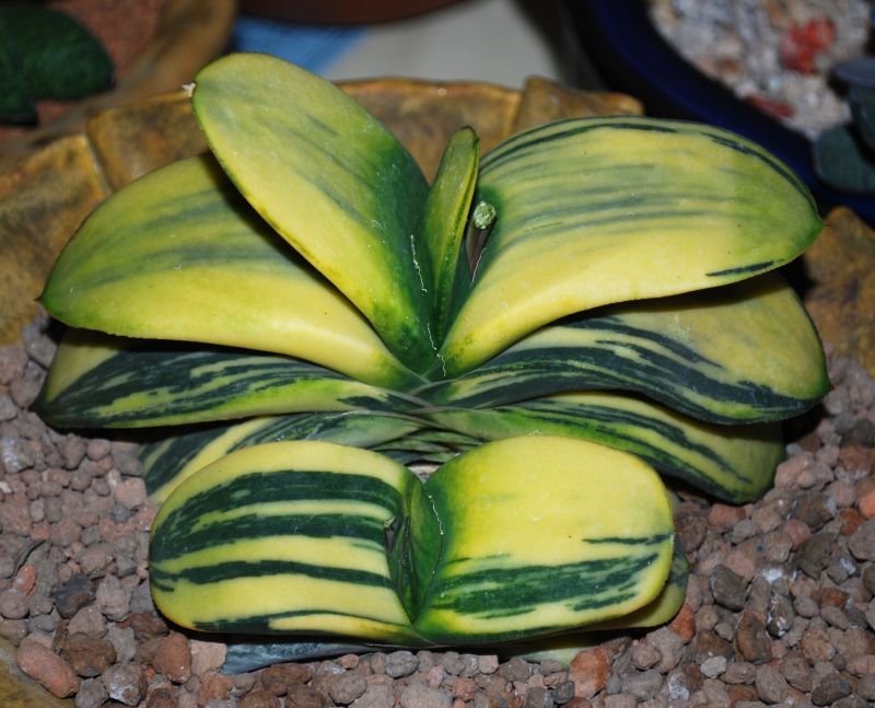 Gasteria nitida var. armstrongii 'Variegated'
