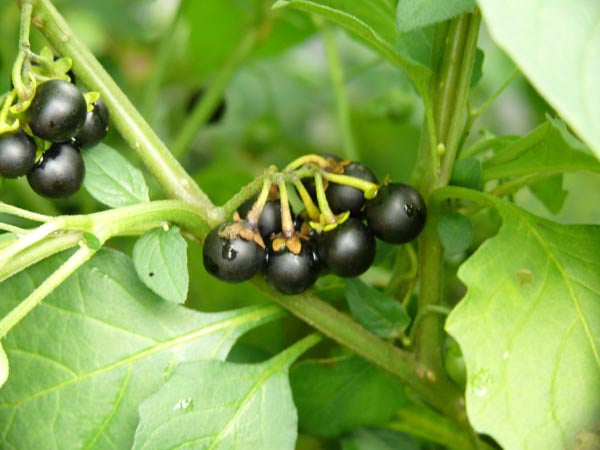 WONDERBERRY --Solanum burbankii--