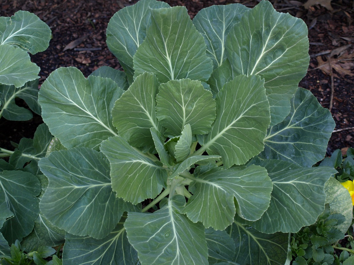 COLLARDS 'Georgia Southern'
