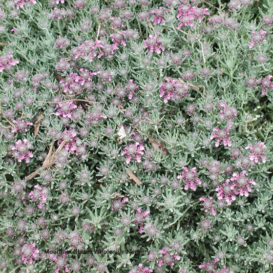 Teucrium aroanium --Creeping Germander--