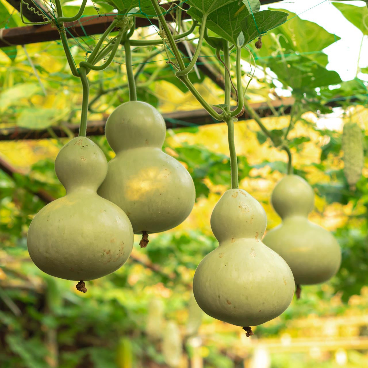 EDIBLE GOURD 'Birdhouse' --Lagenaria siceraria--