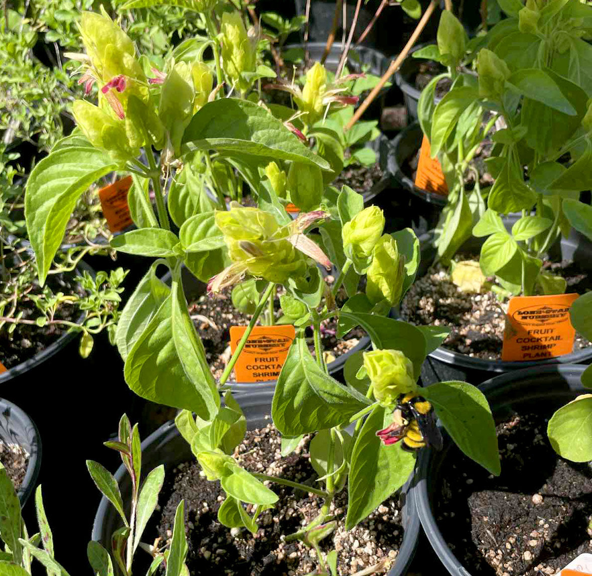 Justicia brandegeana --Fruit Cocktail Shrimp Plant--