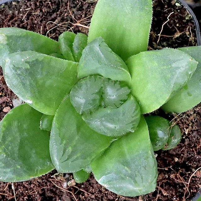 Haworthia emelyae x. cooperi --Window Haworthia--