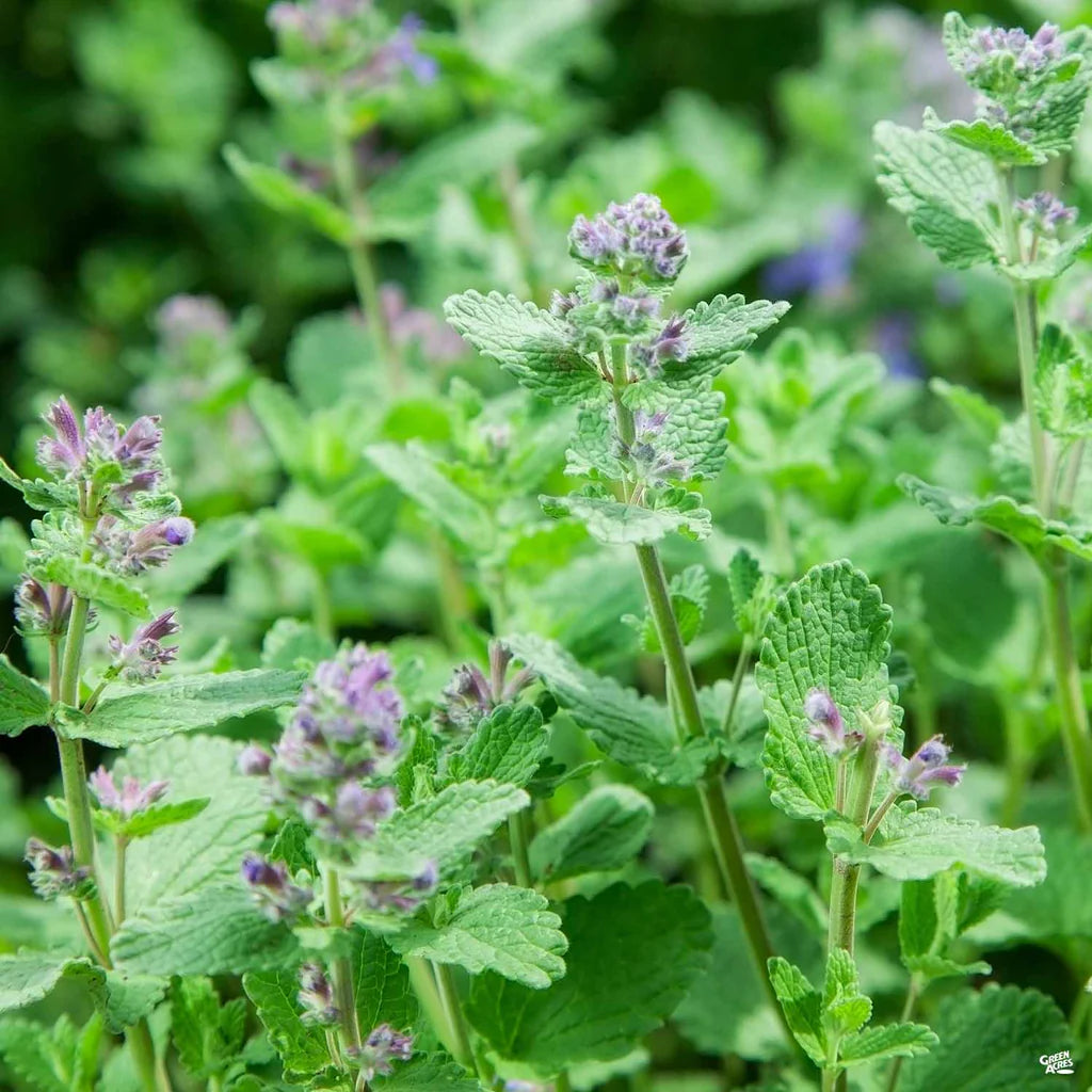 CATNIP --Nepeta catana--