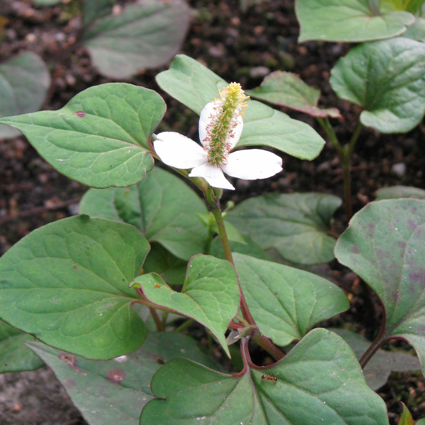 CHAMELEON PLANT --Houttuynia cordata--