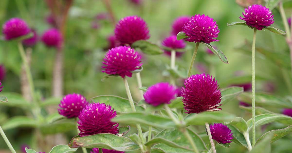 Gomphrena nealleyi --Nealley's Globe Amaranth--