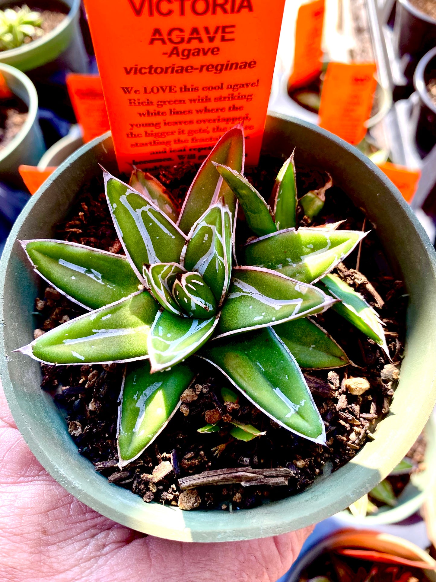 Agave victoriae-reginae --Queen Victoria Agave--
