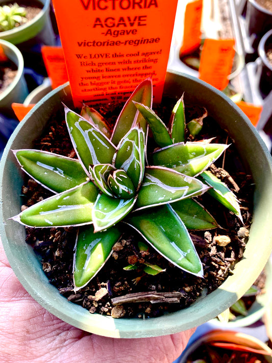 Agave victoriae-reginae --Queen Victoria Agave--