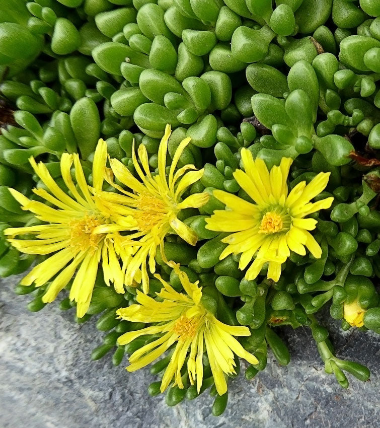 Delosperma nubigenum --Hardy Yellow Ice Plant--
