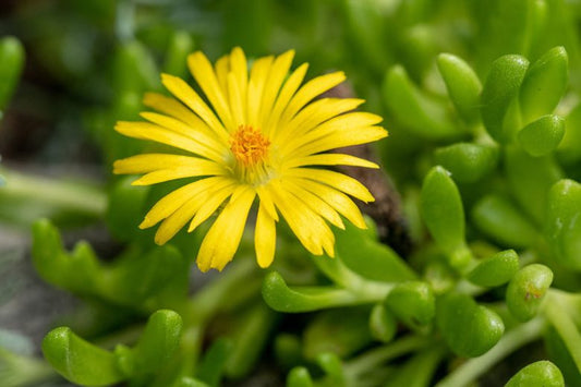 Delosperma nubigenum --Hardy Yellow Ice Plant--