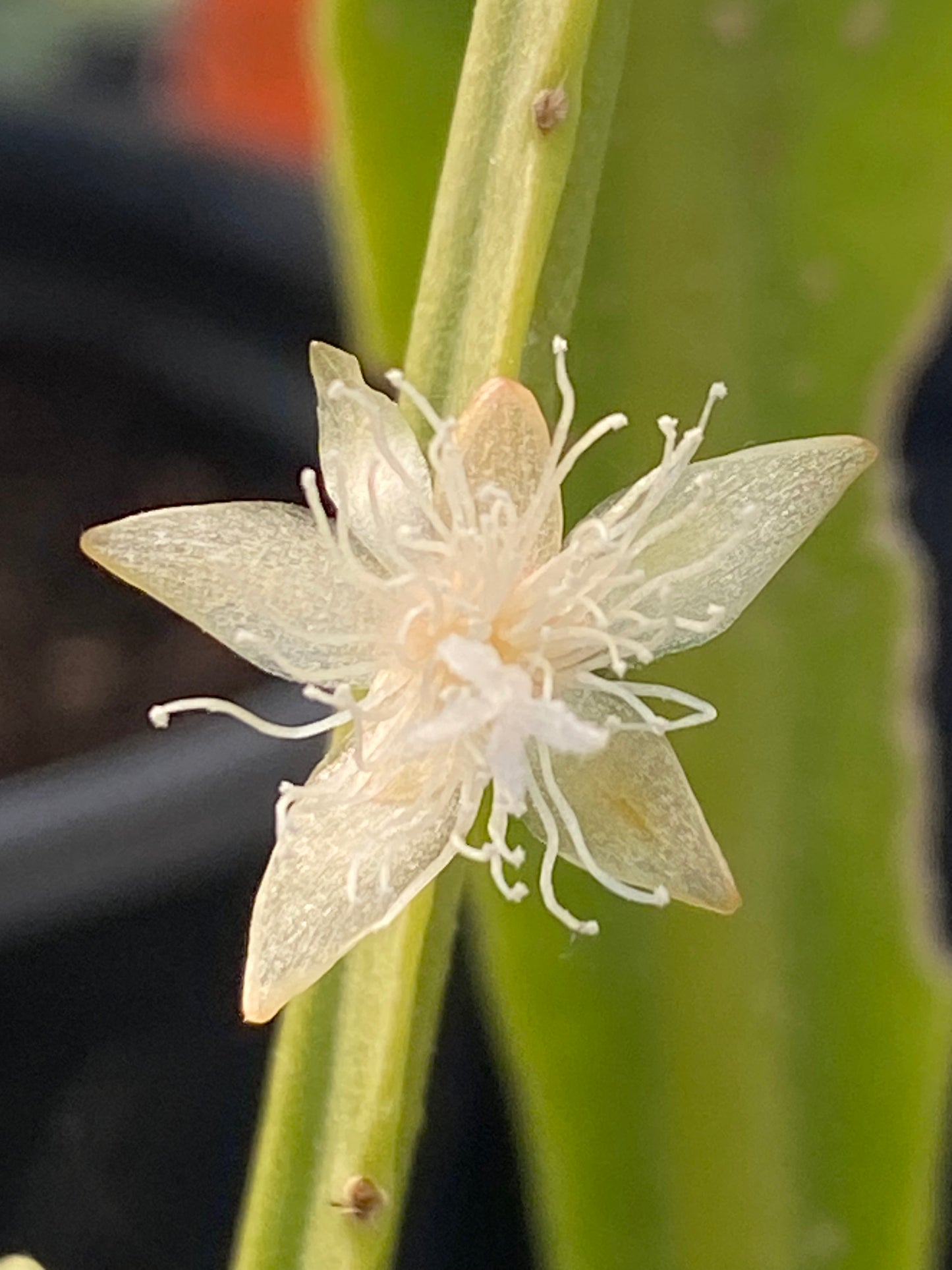 Rhipsalis pachyptera