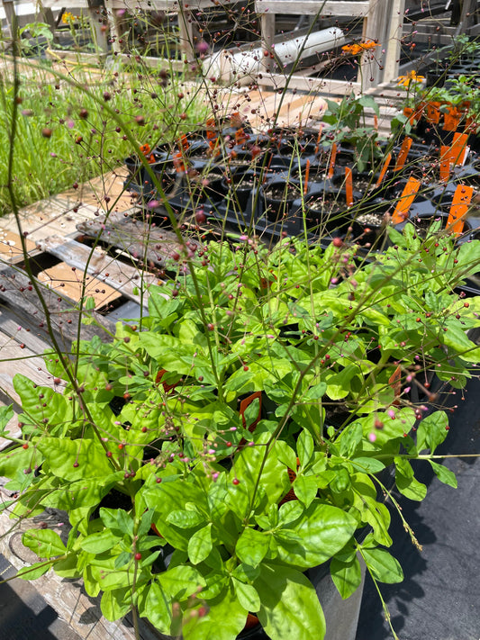 JEWELS OF OPAR --Talinum paniculatum--