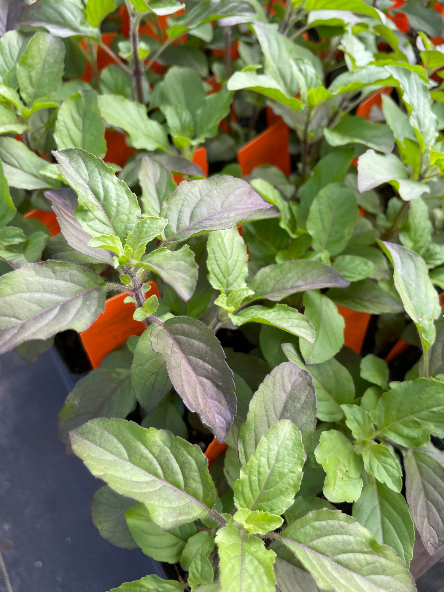 BASIL 'Holy Krishna' --Ocimum sanctum 'Krishna Tulsi'--