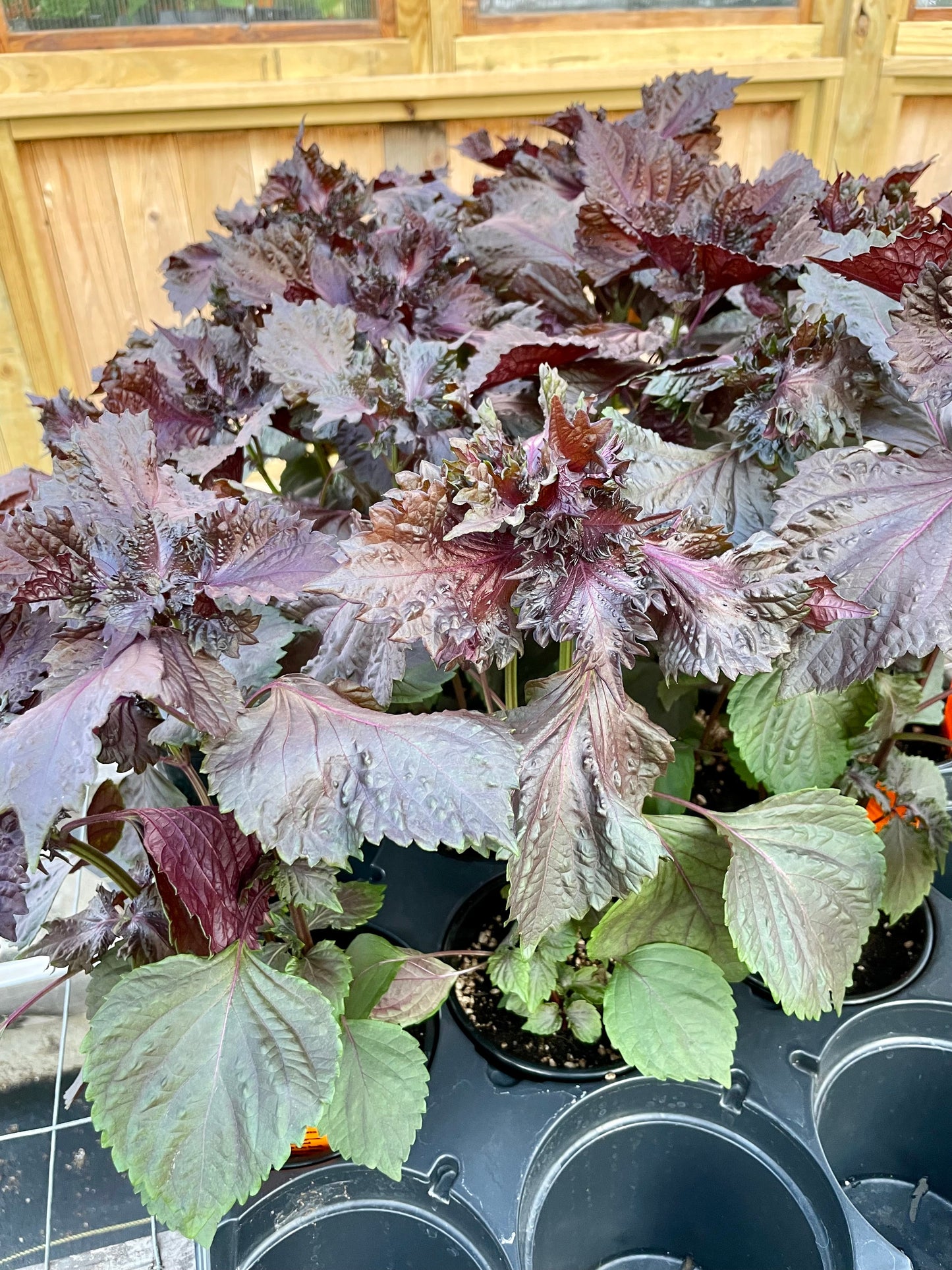 SHISO 'Purple' --Perilla frutescens--