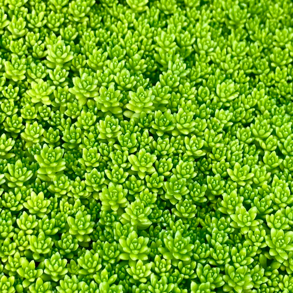 Sedum --Fine Leaf Green Stonecrop--