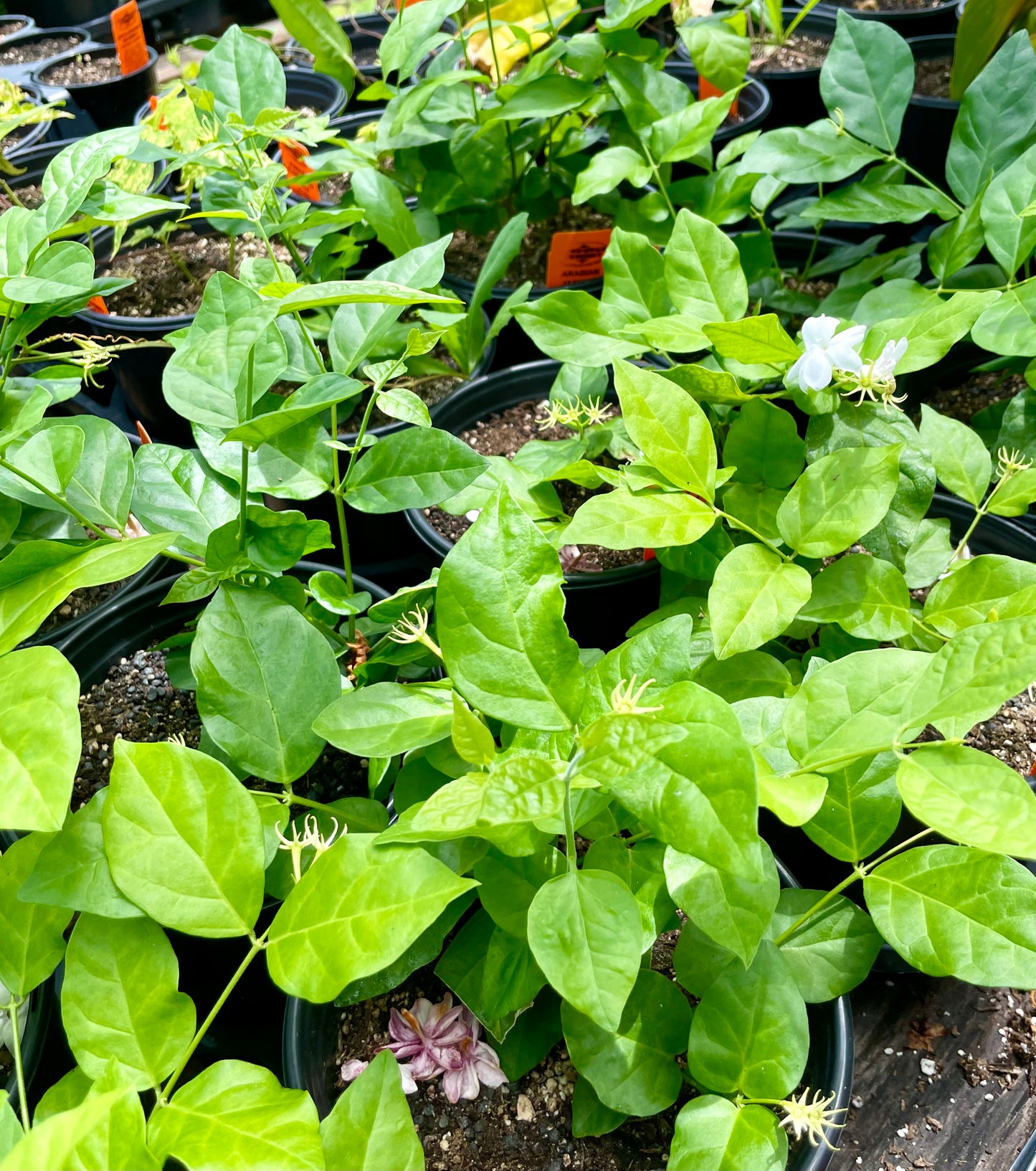 Jasminum sambac --Arabian Jasmine--