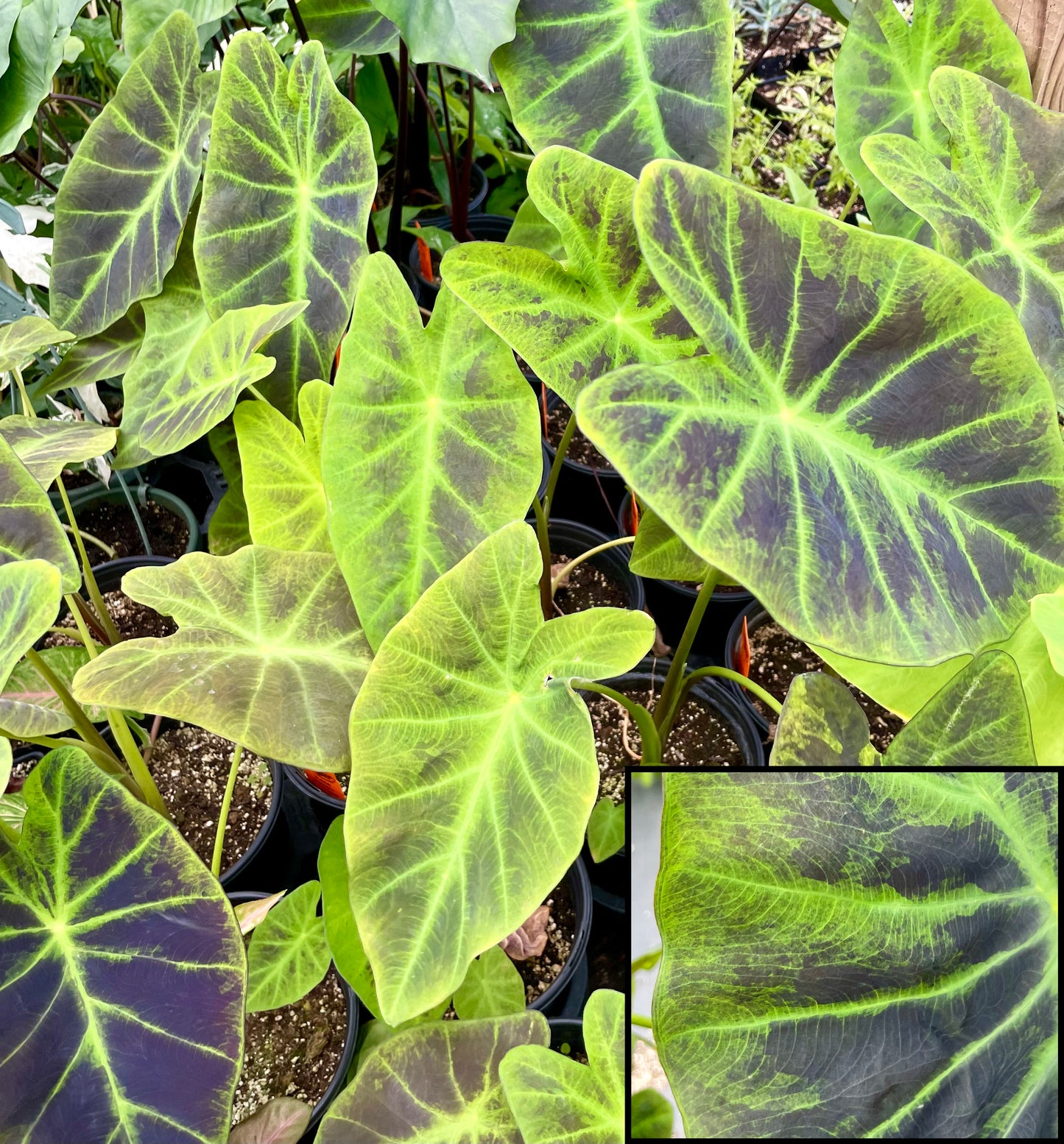Colocasia esculenta var. antiquorum 'Illustris' --Black Beauty Elephant Ear--