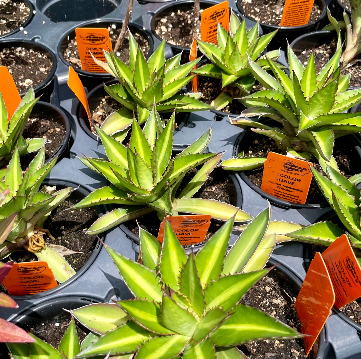 Agave lophantha 'Tricolor'