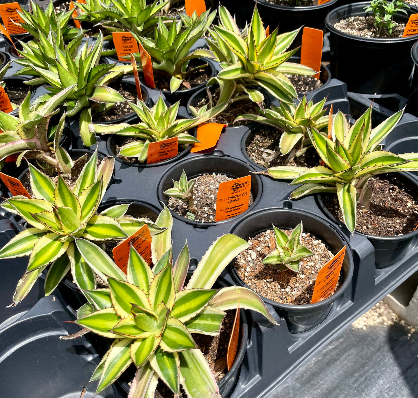 Agave lophantha 'Quadricolor'