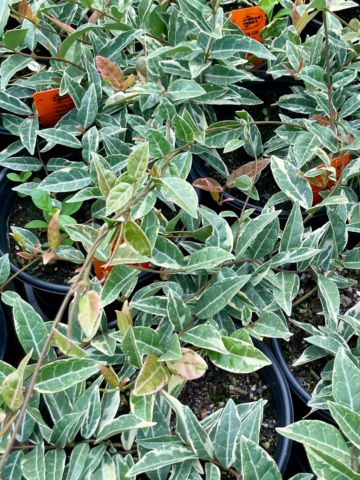 Trachelospermum asiaticum 'Tricolor' --Tricolor Asian Jasmine--