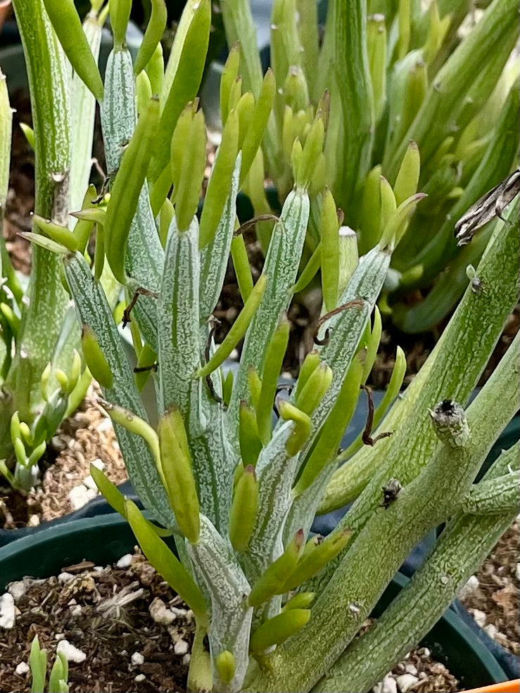 Kleinia hebdingii --Miniature Pickle Plant--