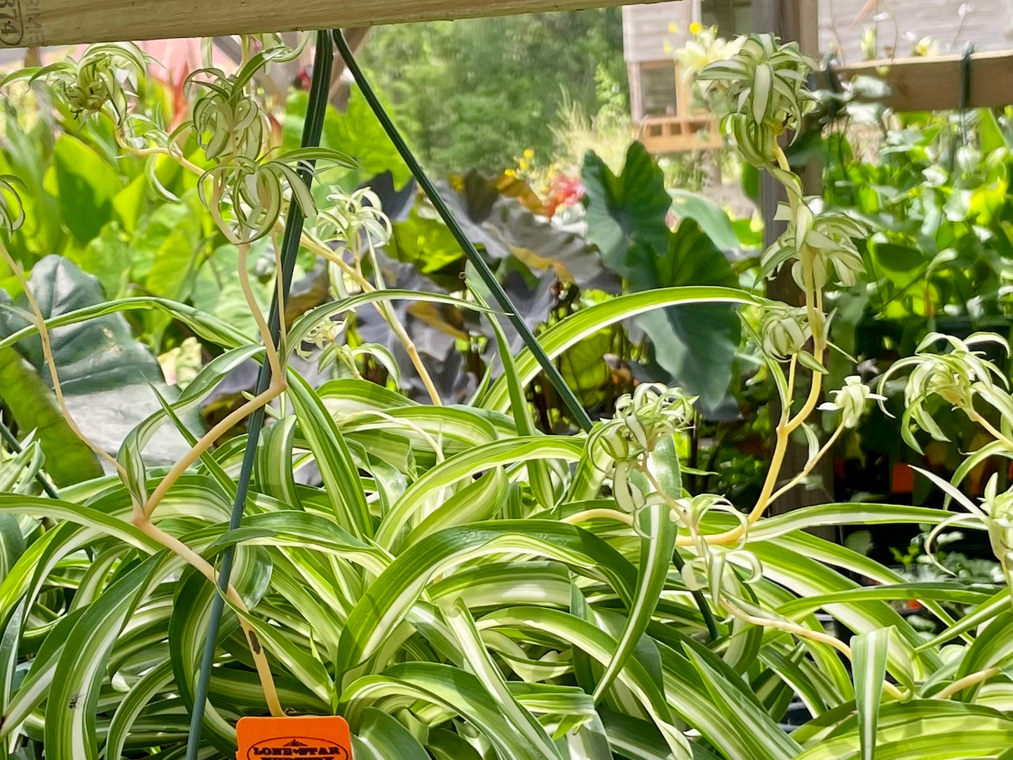 Chlorophytum comosum 'Bonnie' --Variegated Curly Spider Plant--