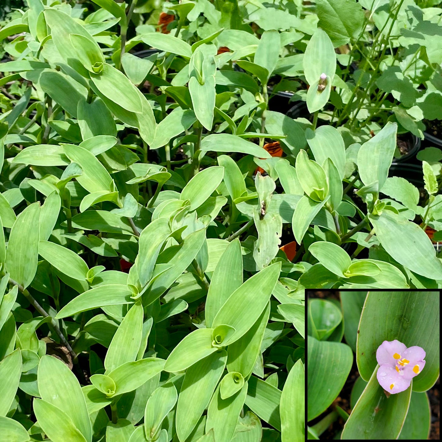 Tradescantia brevifolia --Trans-Pecos Spiderwort--
